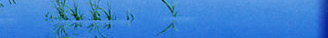Կܿ329