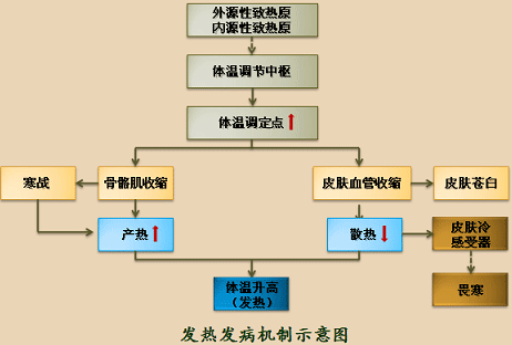发热机制